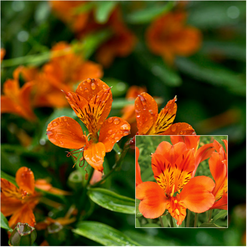 Orange Flowering Plants Australia / Clivia Plant With Orange Flowers In